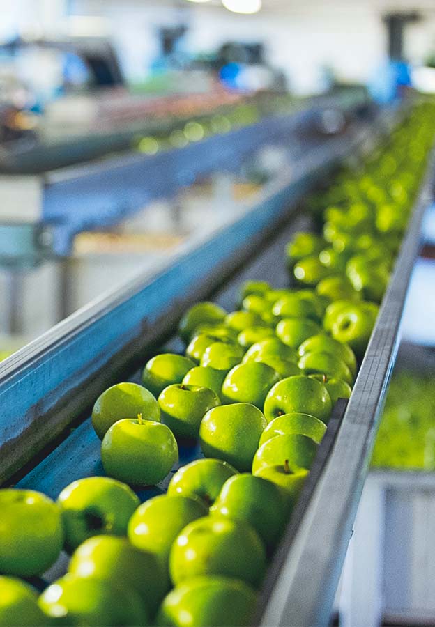 Manzanas en proceso de clasificación en una planta de procesamiento y envasado de alimentos