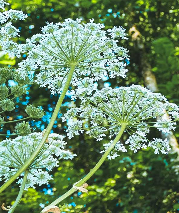 close up image of a toxic hogweed plant