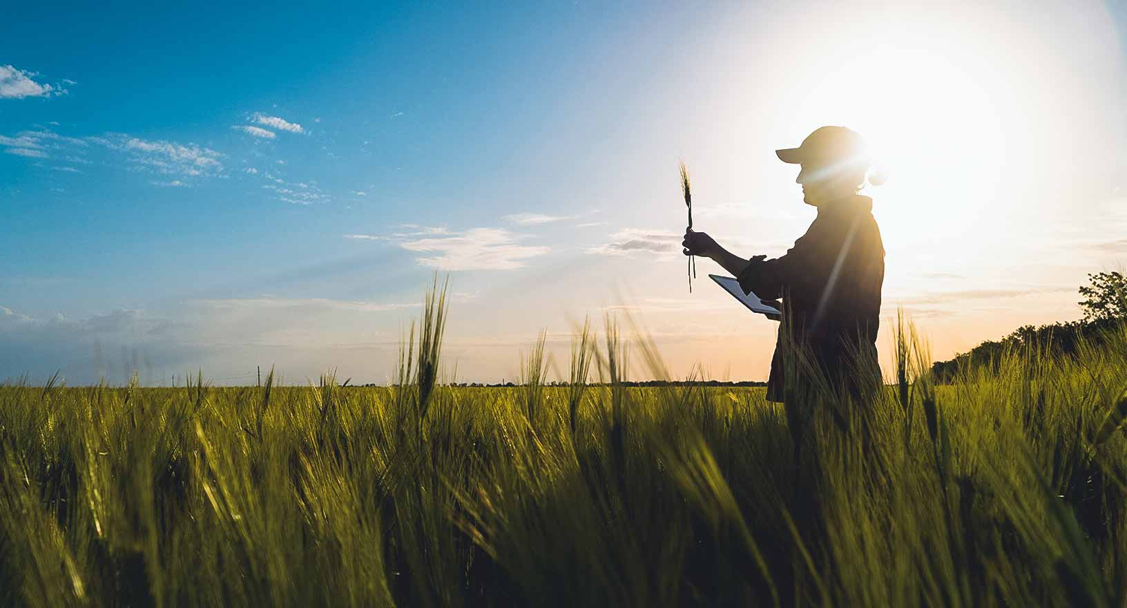 Agricultor com tablet em um campo de centeio