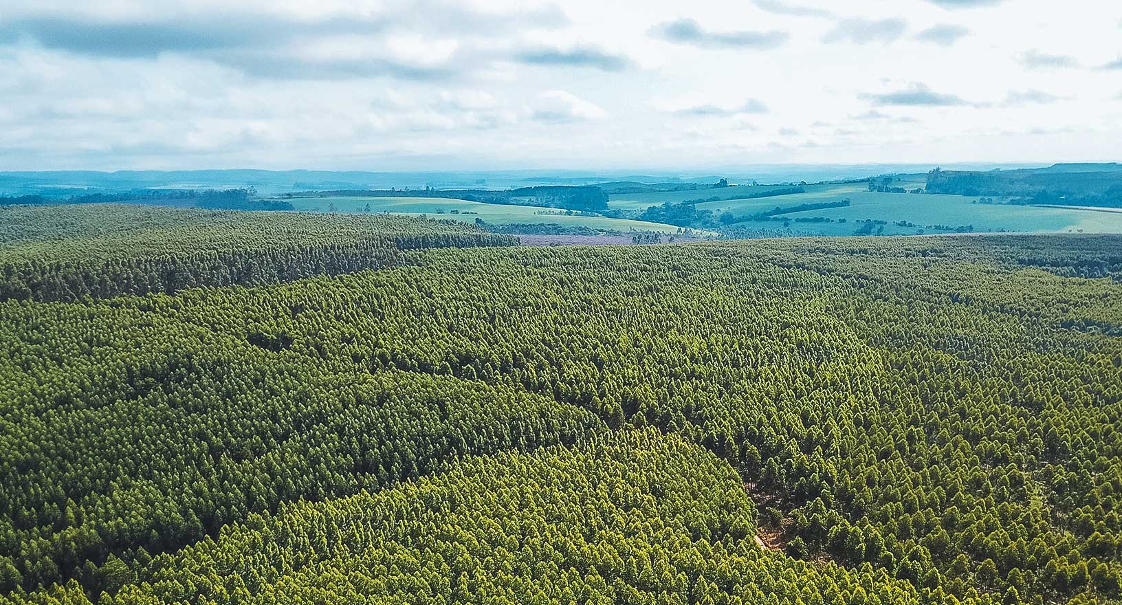 Foto aerea di una pianura e un bosco inondati 