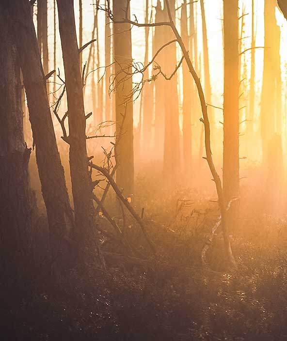 O sol nascente brilha através de uma floresta