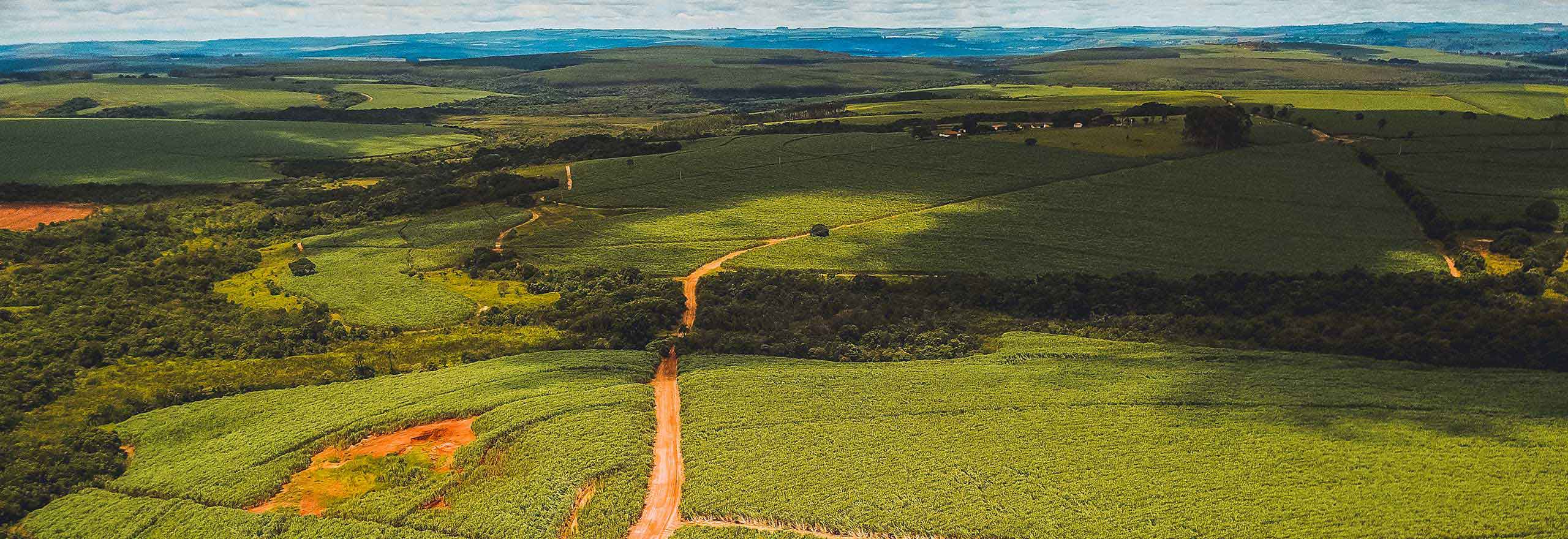 imagem aérea de um campo verdejante de cana-de-açúcar