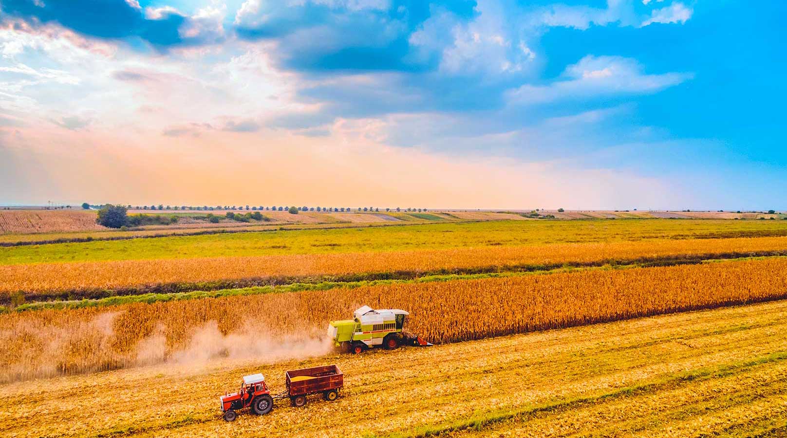 Mähdrescher und Traktor von Fendt ernten ein Weizenfeld 