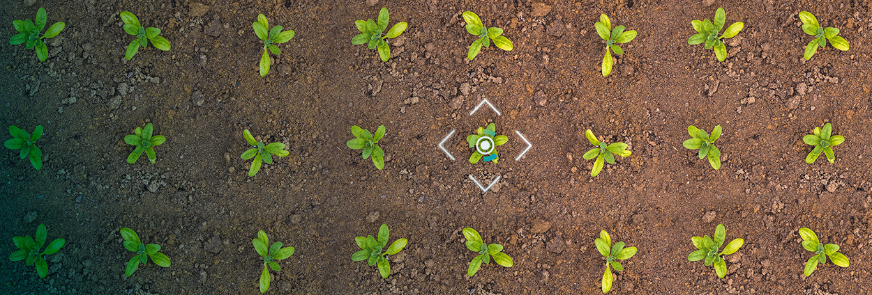Overhead view of a field with plants, one of which has target graphics around it