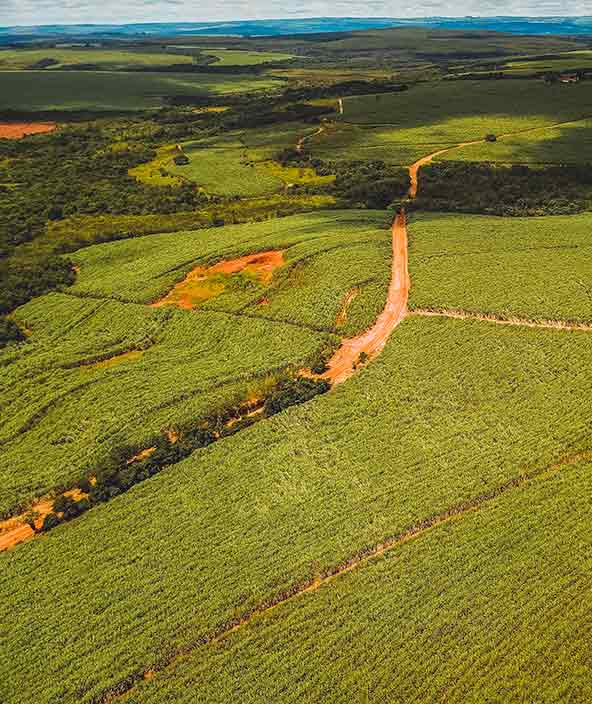 Imagem aérea de um verdejante campo de cana-de-açúcar
