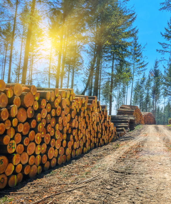 Challenges of digitalisation in forestry