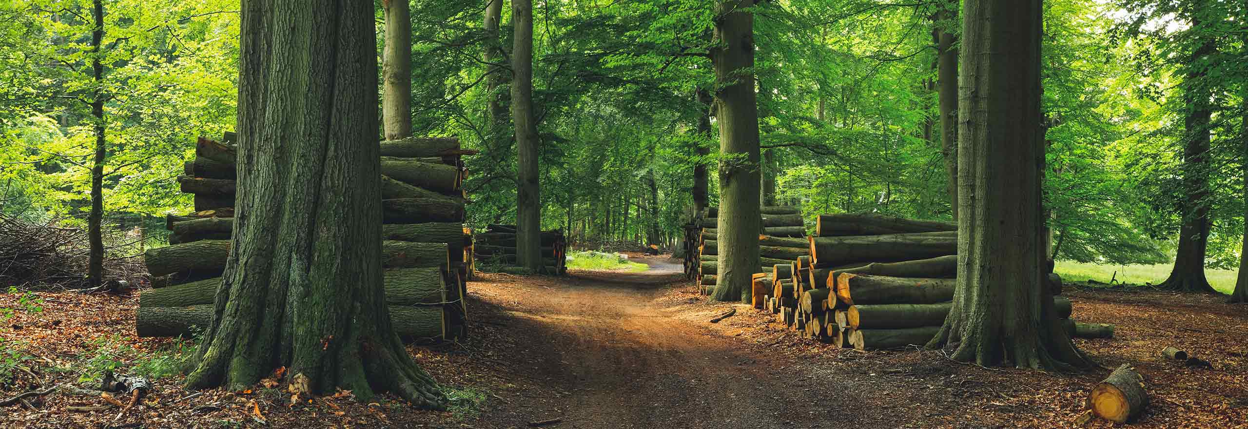 Grüner Wald mit gefällten Bäumen und Holzstapeln 