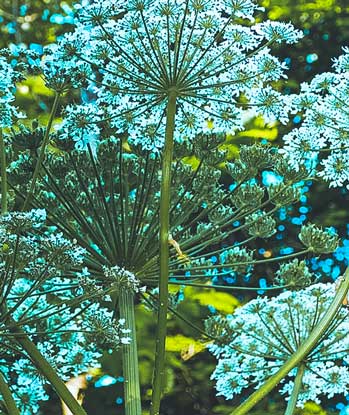 close up view of hogweed plant