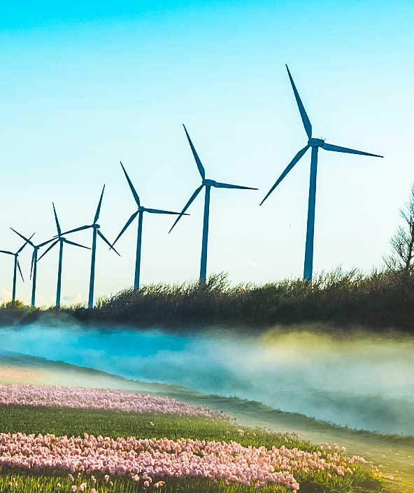 Windmühlenpark in einem Tulpenfeld in den Niederlanden.