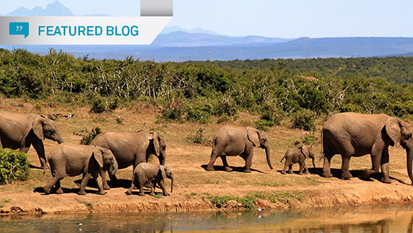 Elephants by riverside