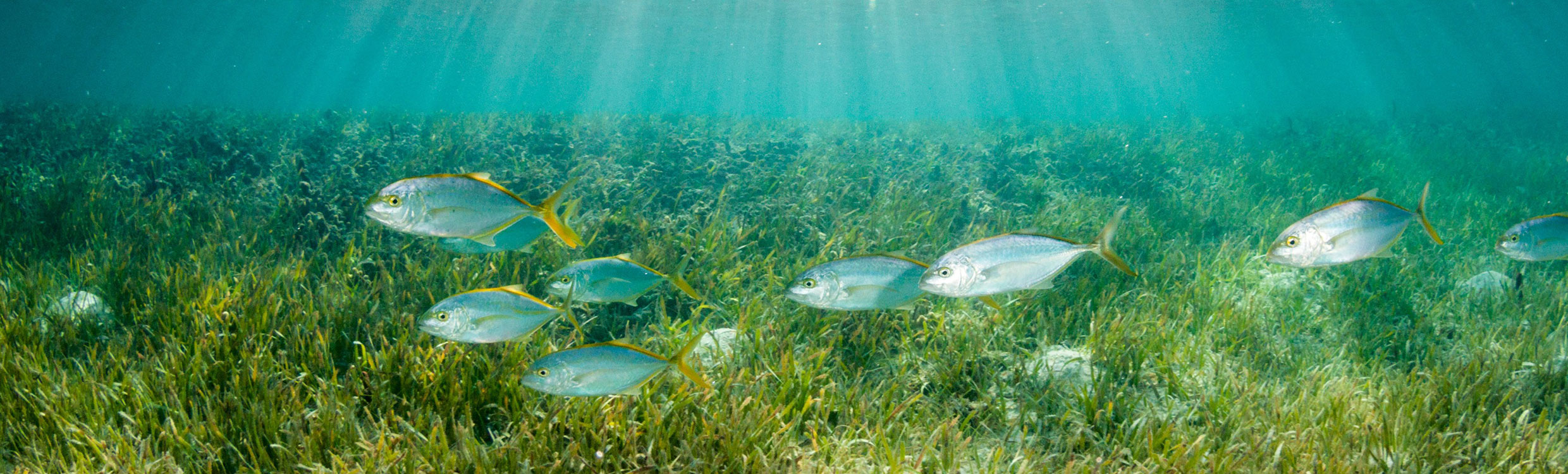 Hexagon’s R-evolution Helps Map Seagrass