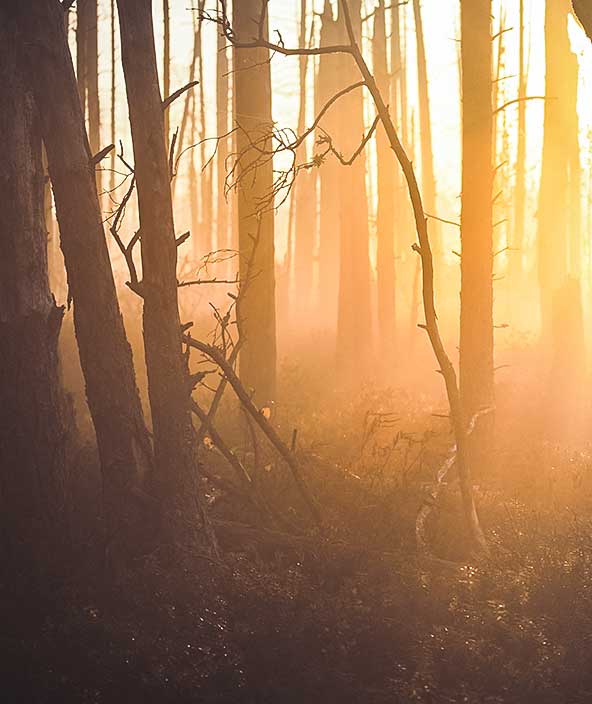 The rising sun shines through a forest