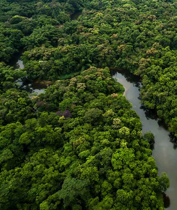 An aerial view of a small body of water surrounded by trees