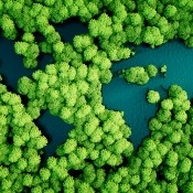 Aerial shot of green trees and water