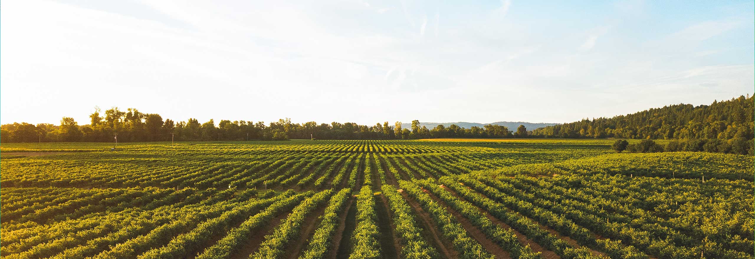 Straight rows of green crops at sunset