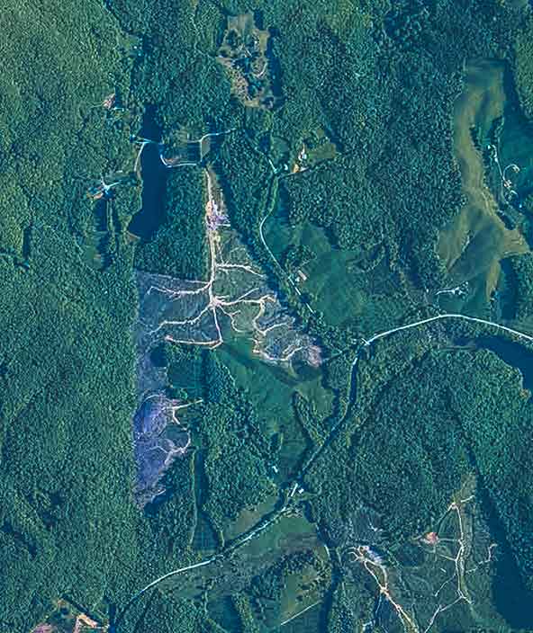 Vista aerea di un bosco