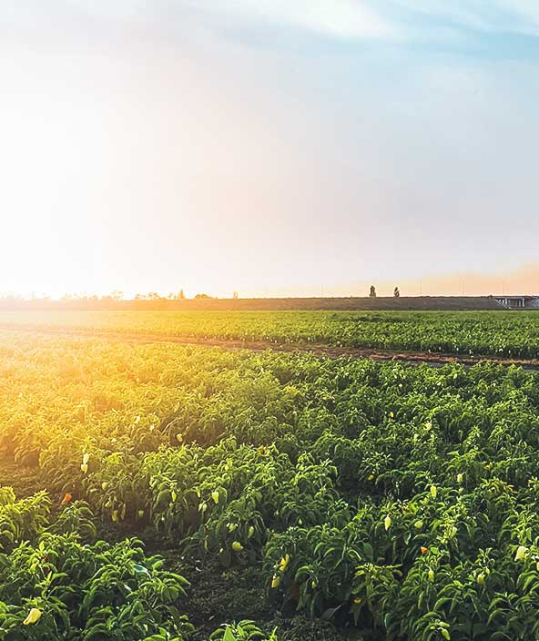 Blick auf die Getreidefelder an einem sonnigen Tag