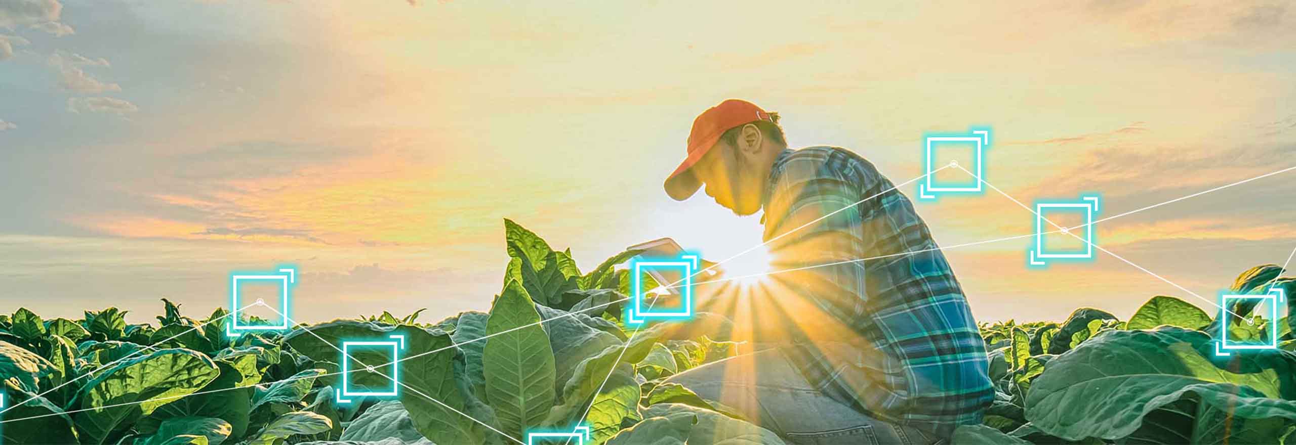 farmer examining crops in a beautiful field
