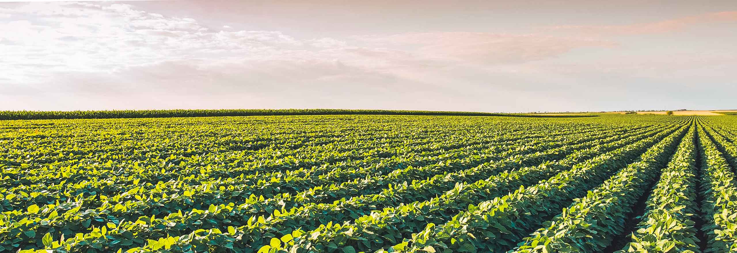 soybean field